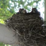 Baby birds feeding