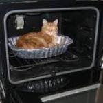 Cat in oven