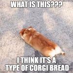 Corgie | WHAT IS THIS??? I THINK IT'S A TYPE OF CORGI BREAD | image tagged in corgie | made w/ Imgflip meme maker
