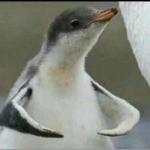 Penguin flexing meme