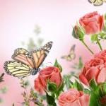 Flowers and Butterfly