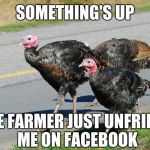 turkeys | SOMETHING'S UP; THE FARMER JUST UNFRIEND ME ON FACEBOOK | image tagged in turkeys | made w/ Imgflip meme maker