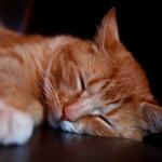 Ginger Tabby Cat