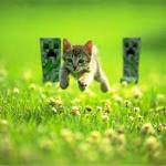 Creepers and Kittens