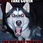 Husky OMG | EVERYBODY TAKE COVER; THE DOG HAS TURNED TO THE DARKSIDE | image tagged in husky omg | made w/ Imgflip meme maker