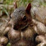 Jacked Squirell 