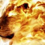 Fire lion