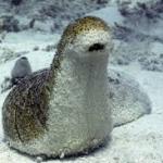 Larry the Sea Cucumber