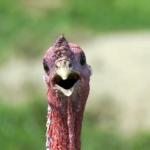 shocked turkey