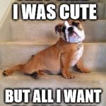 Dogs | THEY SAID I WAS CUTE; BUT ALL I WANT TO BE IS SEXY | image tagged in dogs | made w/ Imgflip meme maker