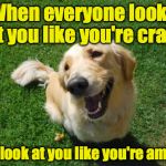 Why I like dogs | When everyone looks at you like you're crazy; Dogs look at you like you're amazing | image tagged in happy dog | made w/ Imgflip meme maker