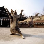 Do Not Underestimate Meme Kung FU | EVERYBODY WAS KUNG FU FIGHTING; THOSE CATS WERE FAST AS LIGHTNING | image tagged in do not underestimate meme kung fu | made w/ Imgflip meme maker