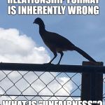 "what is" bird | SAYING A HARMLESS RELATIONSHIP FORMAT IS INHERENTLY WRONG; WHAT IS "UNFAIRNESS"? | image tagged in what is bird | made w/ Imgflip meme maker