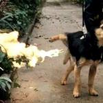Dog Peeing Fire meme