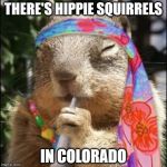 stoned squirell | THERE'S HIPPIE SQUIRRELS; IN COLORADO | image tagged in stoned squirell | made w/ Imgflip meme maker