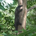 Goanna