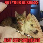 Loose lips sink ships... | NOT YOUR BUSINESS; JUST KEEP SCROLLING | image tagged in memes,cats,funny animals,animals,cat dog & knife | made w/ Imgflip meme maker