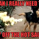 This was actually a true story a few days ago! | MAN I REALLY NEED TO; LAY OFF THE HOT SAUCE | image tagged in dog peeing fire,memes,dogs,raydog,funny,animals | made w/ Imgflip meme maker