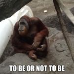 Contemplative Orangutan | TO BE OR NOT TO BE | image tagged in shakespeare,famous quotes,orangutan,deep thoughts | made w/ Imgflip meme maker