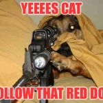 Sniper Dog | YEEEES CAT; FOLLOW THAT RED DOT | image tagged in sniper dog | made w/ Imgflip meme maker
