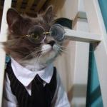Cat-Suit-Glasses meme