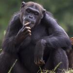 female chimp thinking meme