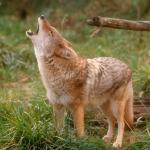 coyote howls