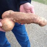 Penis potato