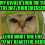 Cat  | MY OWNER TOOK ME TO THE HAT/HAIR DRESSER; LOOK WHAT SHE DID TO MY BEAUTIFUL HEAD | image tagged in cat | made w/ Imgflip meme maker