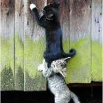 Cats on fence