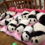 Pandas