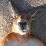 Kangaroo