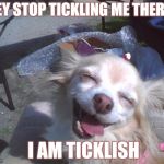 Dog laughing | HEY STOP TICKLING ME THERE. I AM TICKLISH | image tagged in dog laughing | made w/ Imgflip meme maker