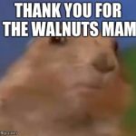 Suprised Chipmunk | THANK YOU FOR THE WALNUTS MAM | image tagged in suprised chipmunk | made w/ Imgflip meme maker
