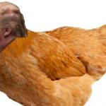 Trumpo} chicken 