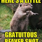 Dam varmint was not very thankful | HERE'S A LITTLE; GRATUITOUS BEAVER SHOT | image tagged in beaver,memes,animal meme | made w/ Imgflip meme maker