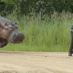 Hippo chasing guy meme