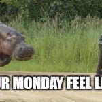Hippo chasing guy | DOES YOUR MONDAY FEEL LIKE THIS? | image tagged in hippo chasing guy | made w/ Imgflip meme maker