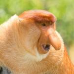Proboscis monkey meme