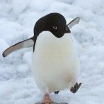 penguin | PARTY; BIRD | image tagged in memes,penguin,funny,party bird,party,names for things | made w/ Imgflip meme maker