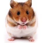 Hamster do Link