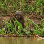 Shocked Capybara