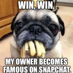 Pug Life | THIS IS A WIN, WIN, MY OWNER BECOMES FAMOUS ON SNAPCHAT, AND I GET FREE CHIPS! | image tagged in pug life | made w/ Imgflip meme maker