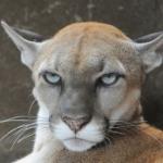 Annoyed Puma
