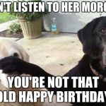 Dogs | DON'T LISTEN TO HER MORGAN; YOU'RE NOT THAT OLD
HAPPY BIRTHDAY | image tagged in dogs | made w/ Imgflip meme maker