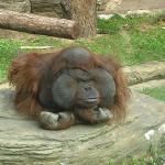 unamused Orangatang
