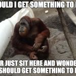 Contemplative Orangutan- Getting something to eat | SHOULD I GET SOMETHING TO EAT, OR JUST SIT HERE AND WONDER IF I SHOULD GET SOMETHING TO EAT? | image tagged in food,lazy,orangutan,deep thoughts,most interesting orangutan in the world,contemplative orangutan | made w/ Imgflip meme maker