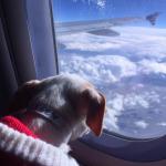 Flying Chihuahua