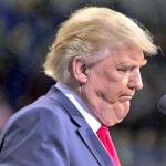 Fat Pig Trump No. 9462