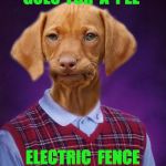 Bad Luck Raydog | GOES  FOR  A  PEE; ELECTRIC  FENCE | image tagged in bad luck raydog,pee,dog,electric,fence | made w/ Imgflip meme maker